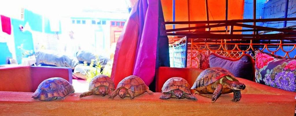 Гостьовий будинок Rainbow Marrakech Марракеш Екстер'єр фото